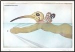 Michel Lablais:  Homme-Ibis  Homme-oiseau, Gravure  l'eau-forte